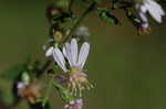 Common blue wood aster